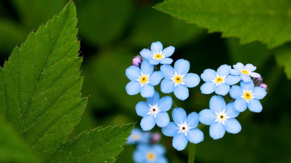 开封万岁山景区节目介绍